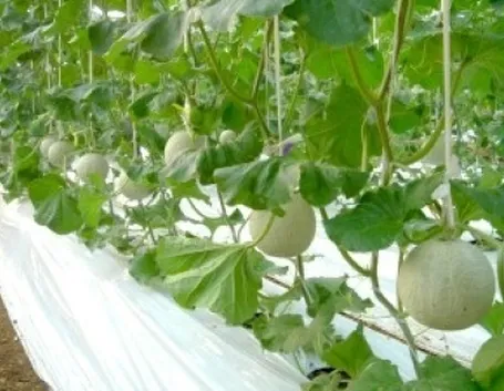 Trapianto Melone bianco