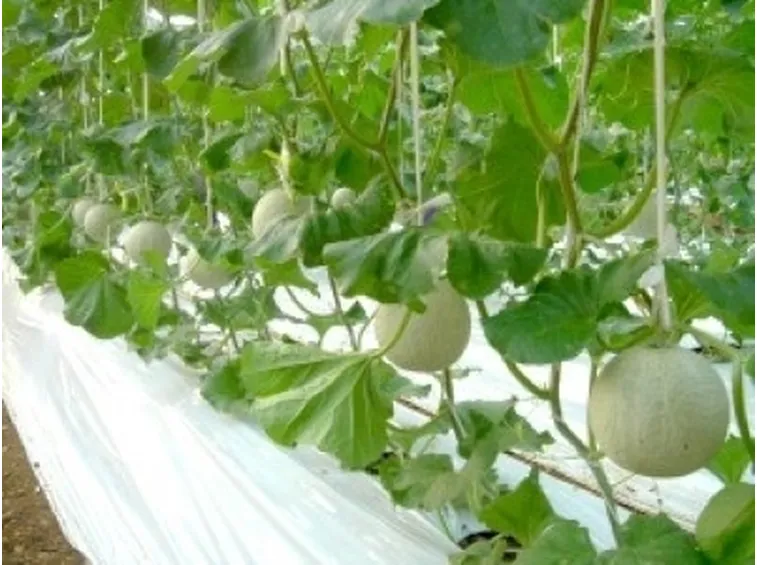 Trapianto Melone bianco