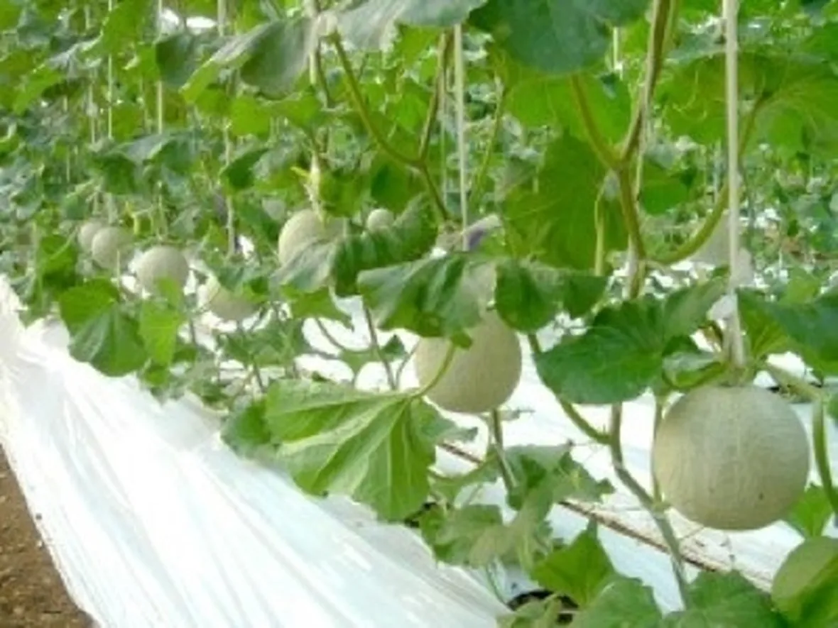 Trapianto Melone bianco