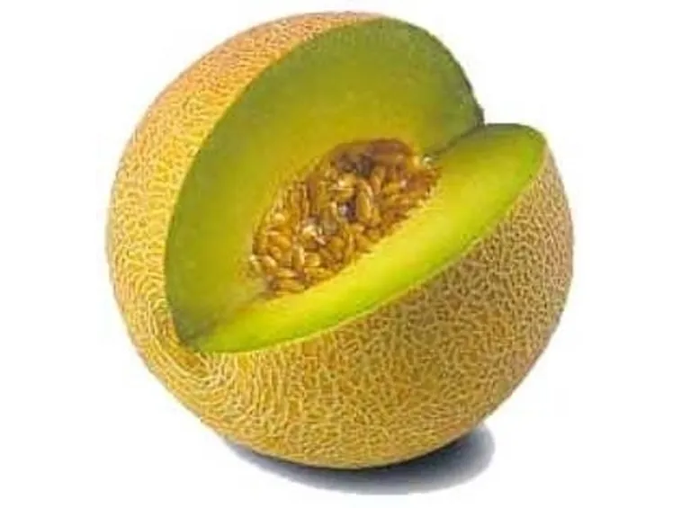Trapianto melone