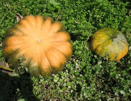 Zucca-15