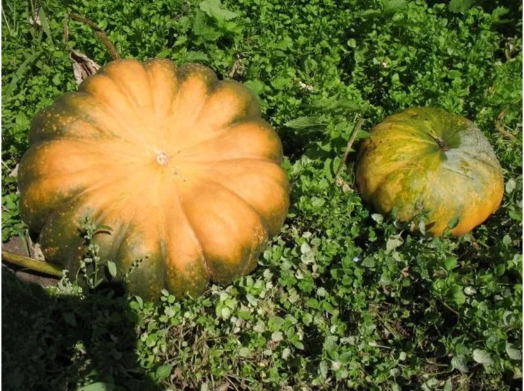 Zucca-15