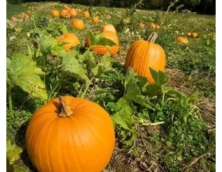 Zucca-16