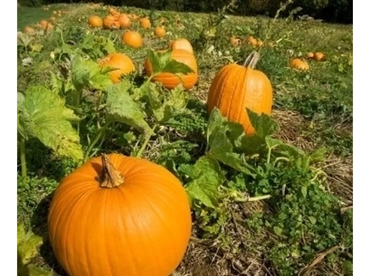 Zucca-16