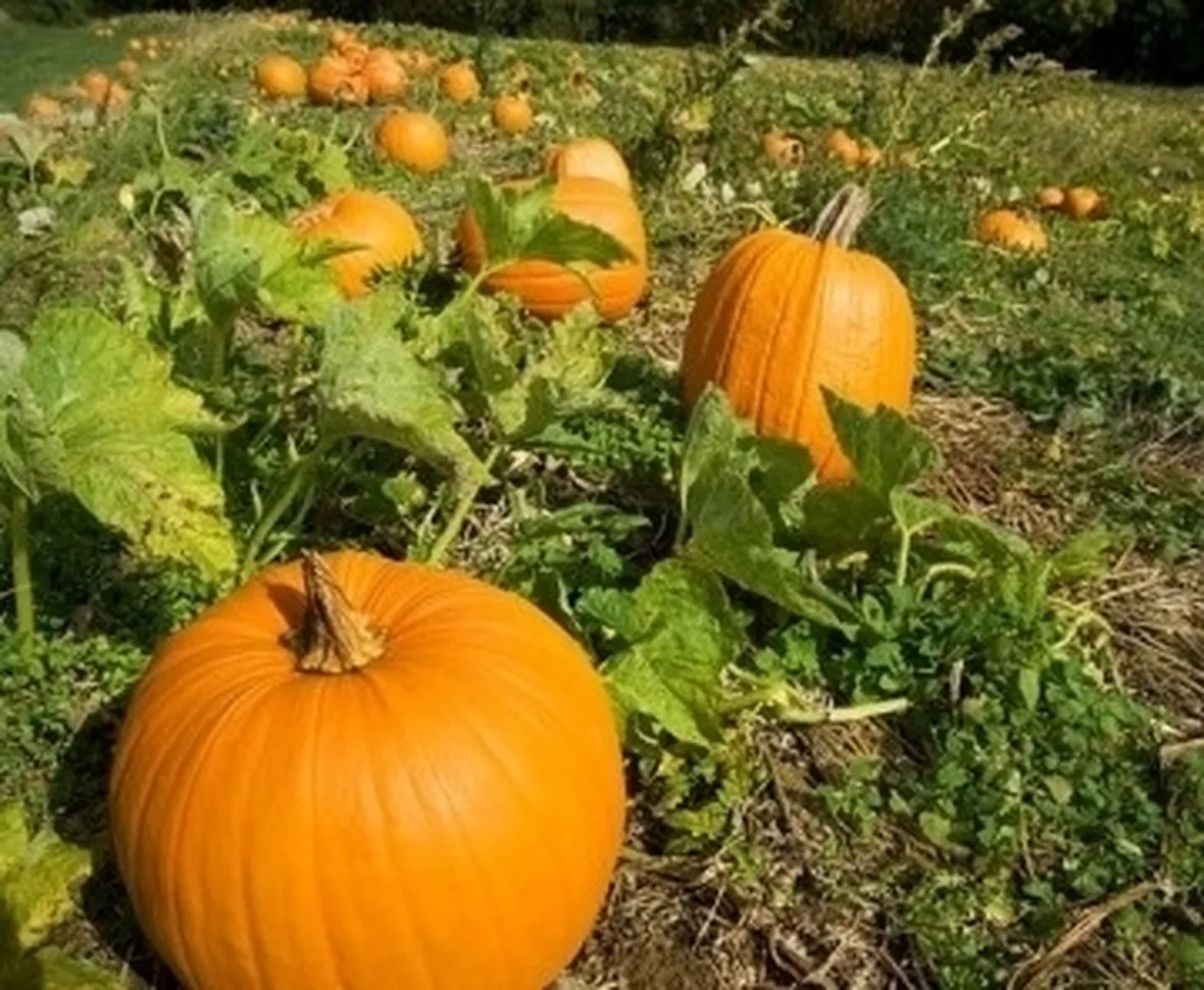 Zucca-16