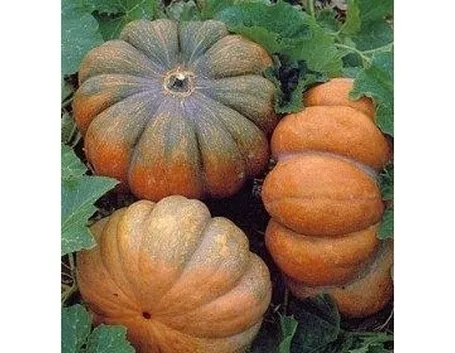 Zucca-17