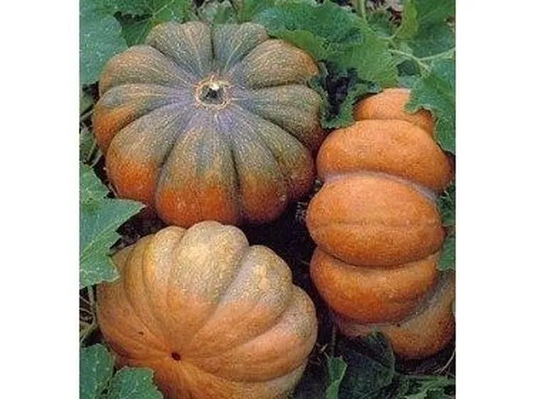 Zucca-17