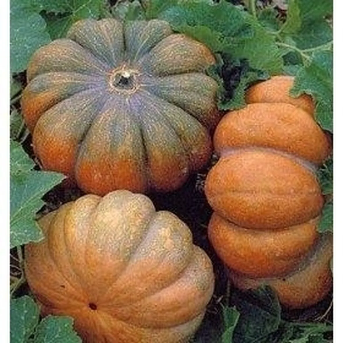 Zucca-17