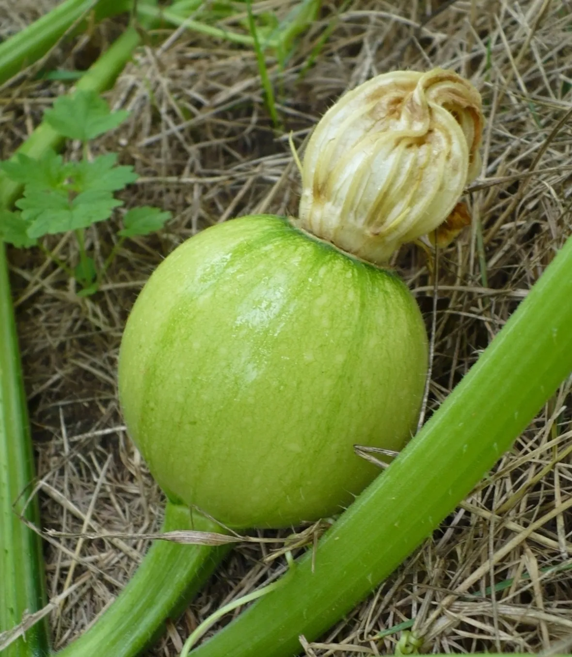 Zucca-20