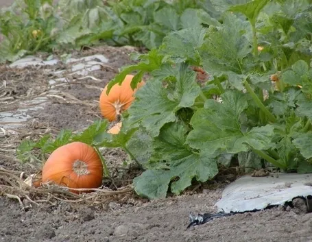 Zucca-3