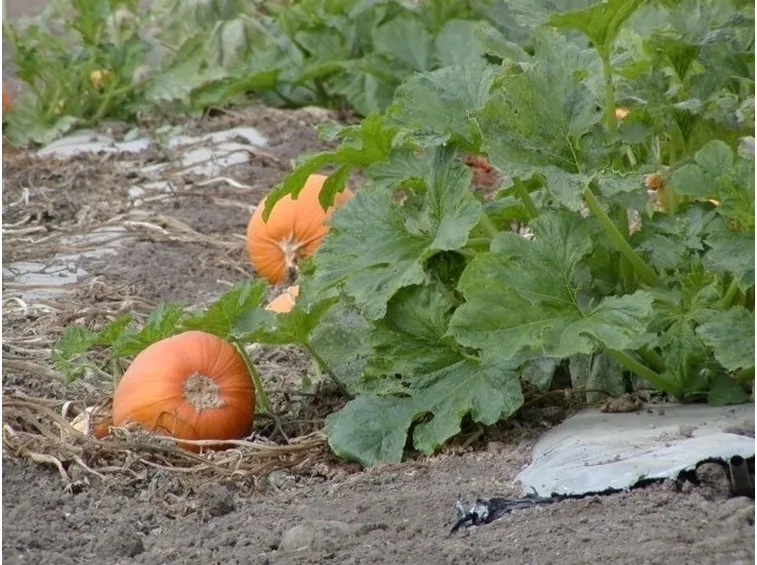 Zucca-3