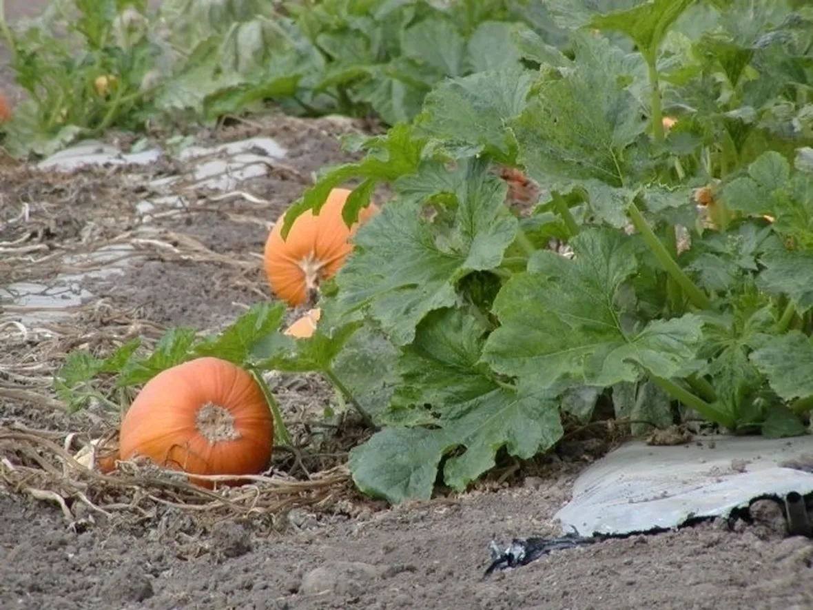 Zucca-3