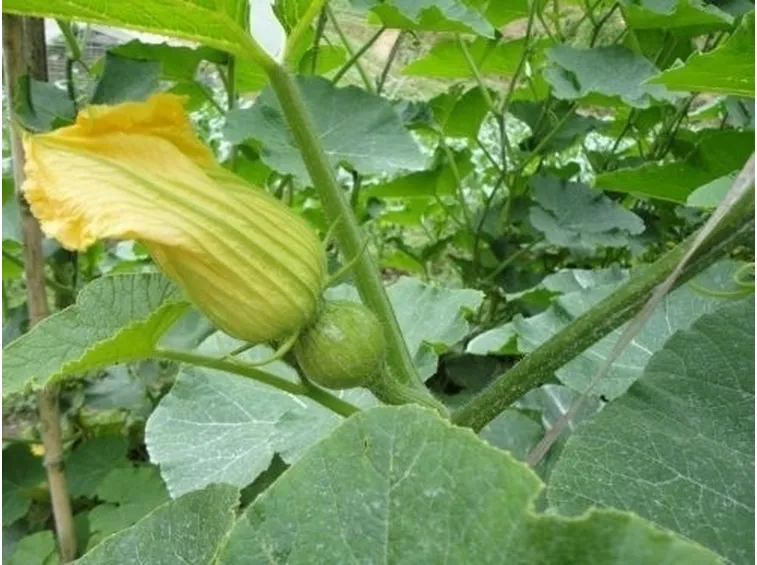 Zucca-4
