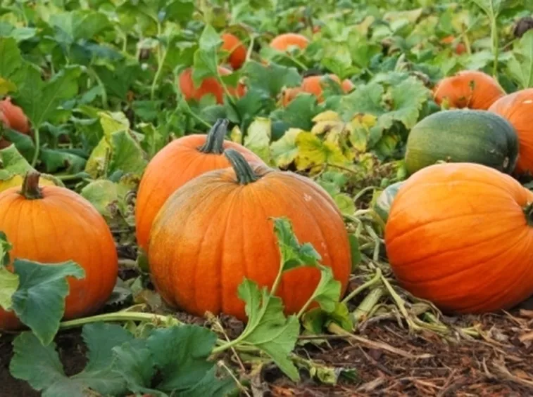 Zucca-7