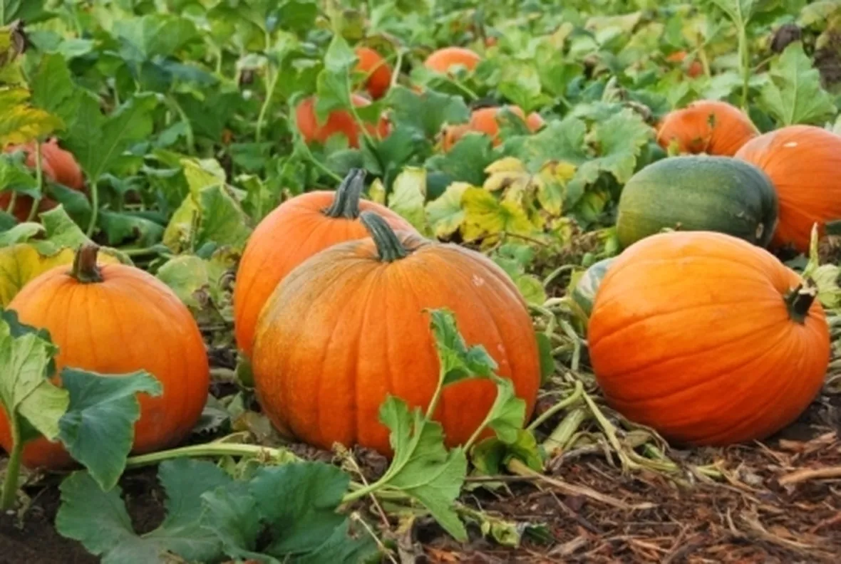 Zucca-7