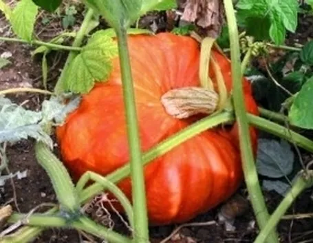 Zucca-8