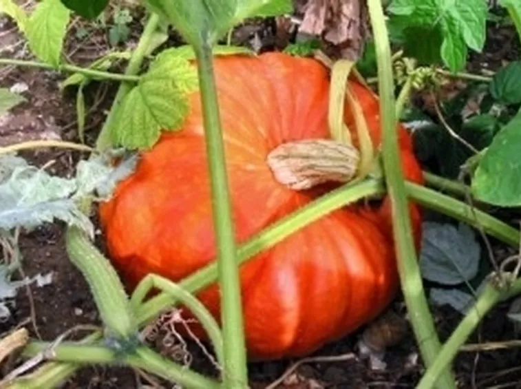 Zucca-8