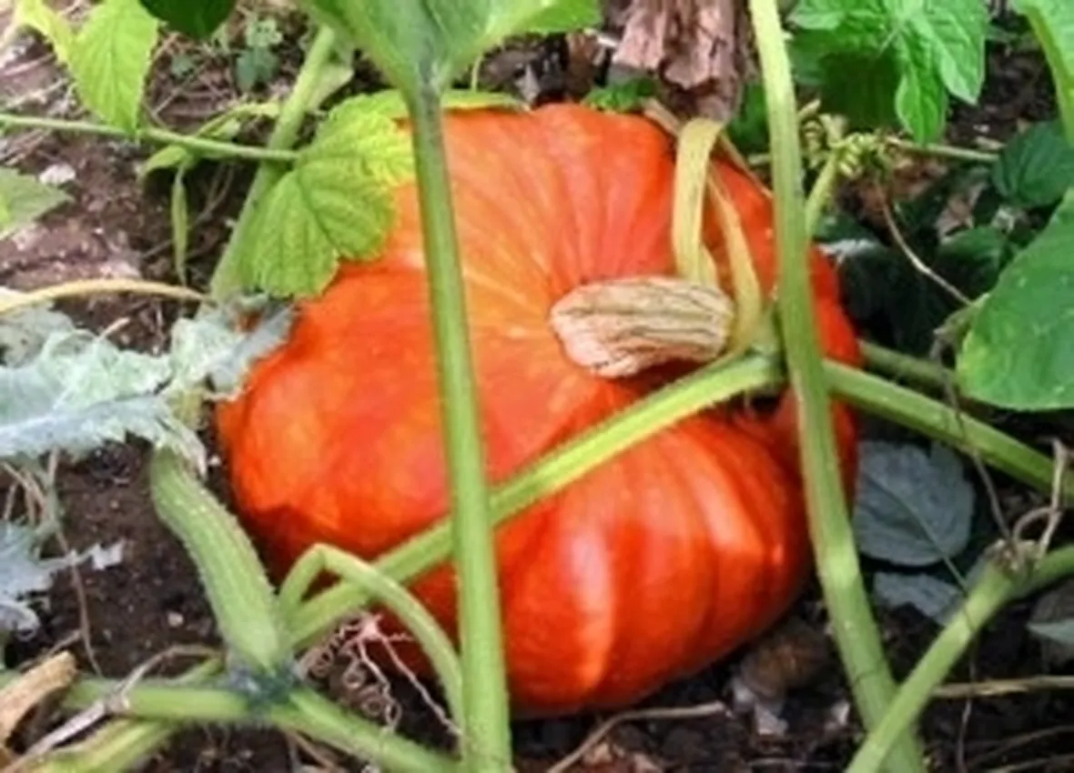 Zucca-8