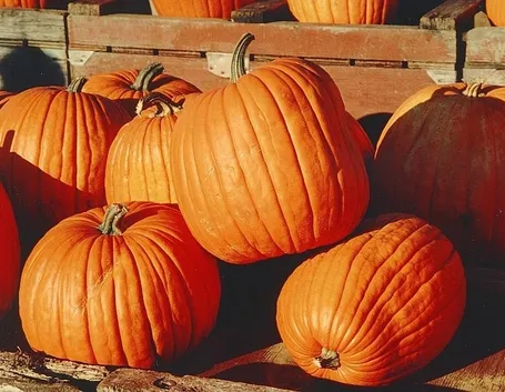 Zucca-9