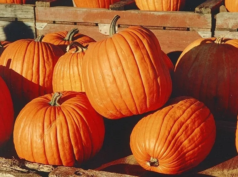 Zucca-9