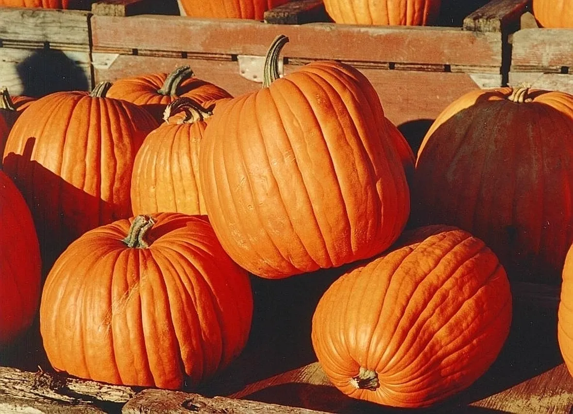 Zucca-9