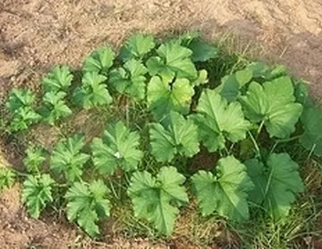 Zucca