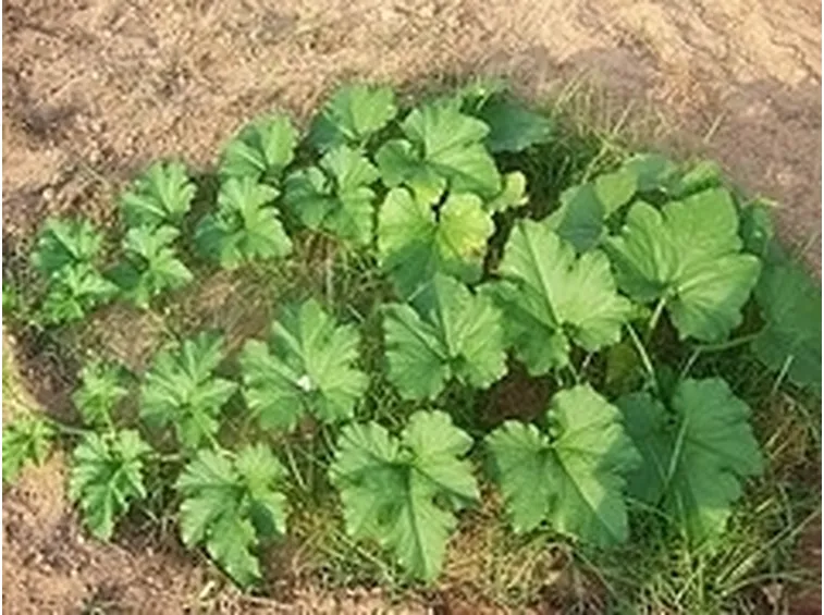 Zucca