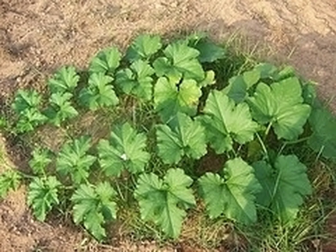 Zucca