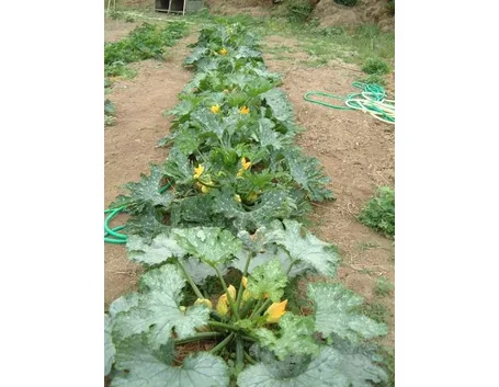 Zucchina-11