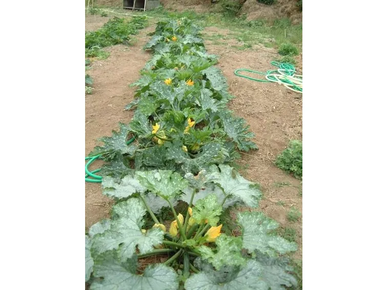 Zucchina-11