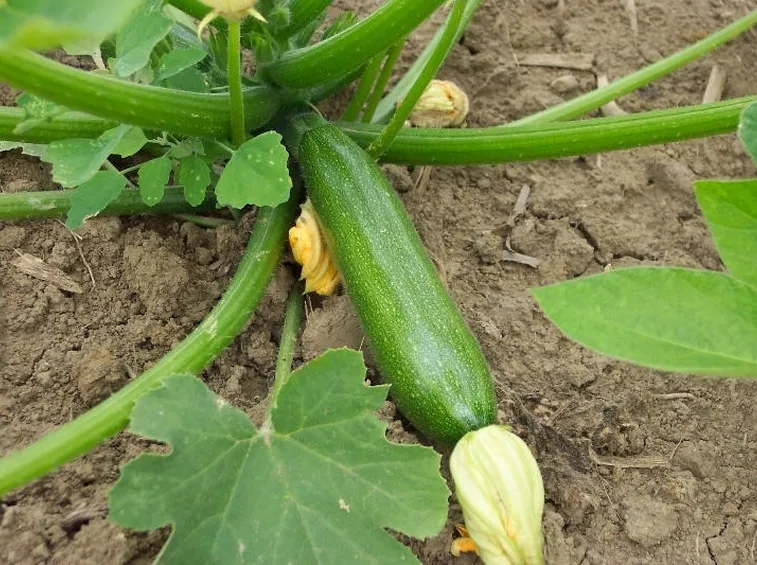 Zucchina-15