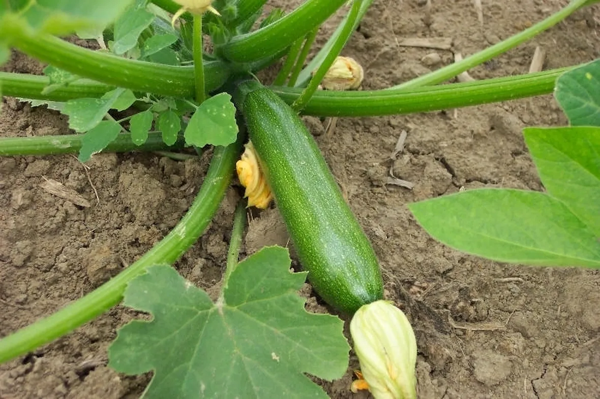 Zucchina-15