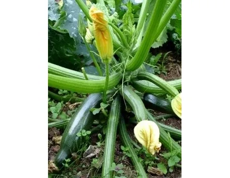 Zucchina-17