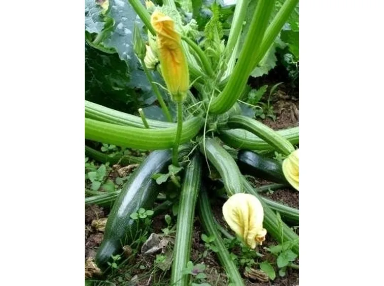 Zucchina-17