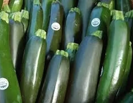 Zucchina-3