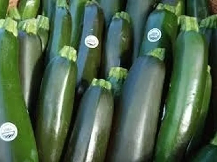 Zucchina-3