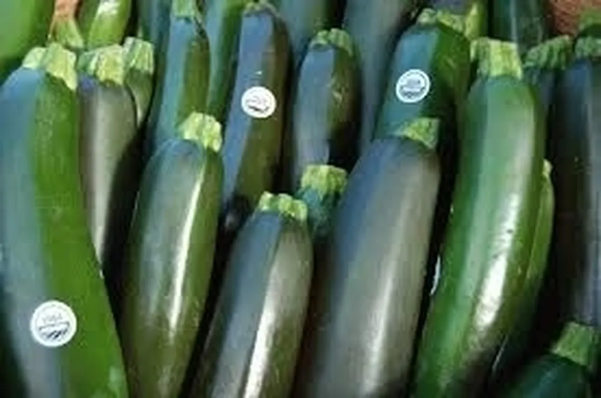 Zucchina-3