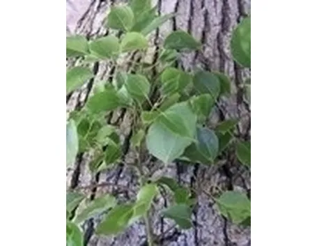 Albero della canfora: coltivazione