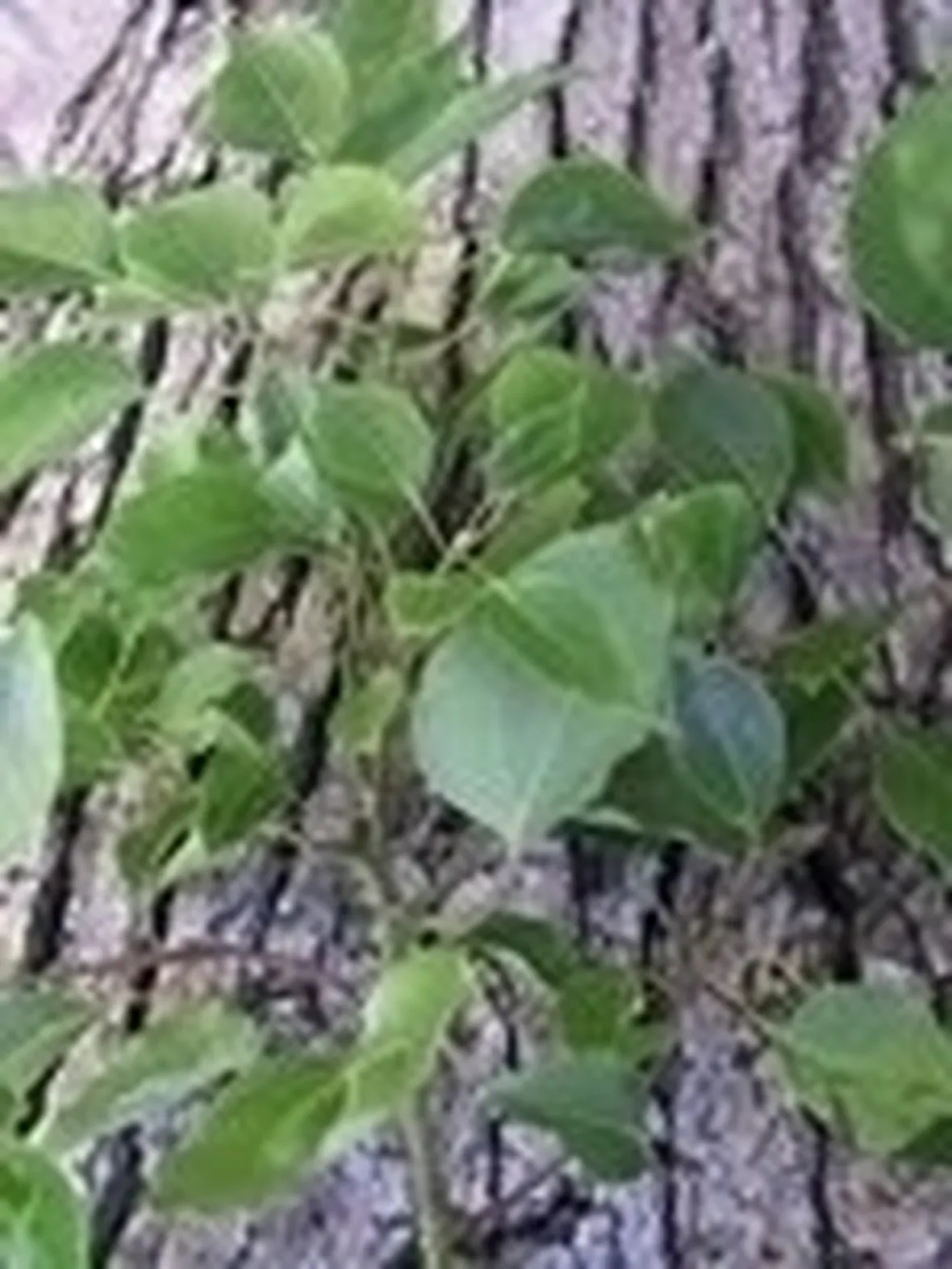 Albero della canfora: coltivazione