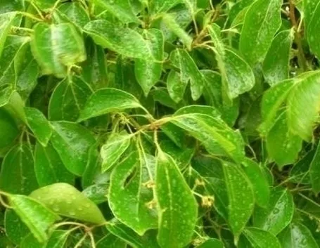 Albero della canfora: origini e storia