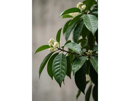 Albero di canfora: caratteristiche generali