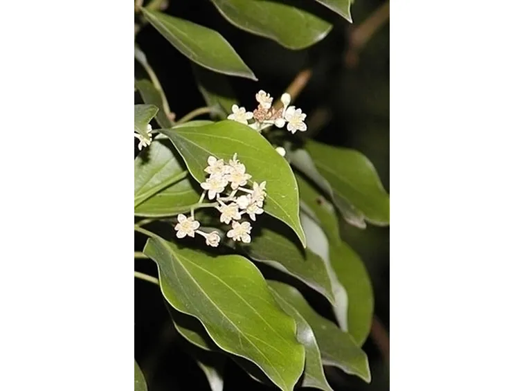 Albero di canfora: caratteristiche generali