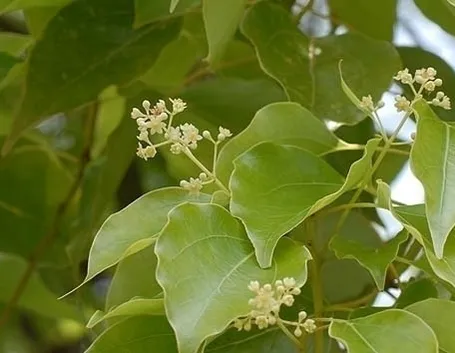 Albero di canfora: moltiplicazione