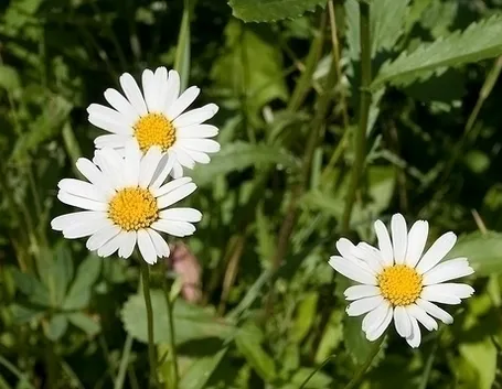 camomilla