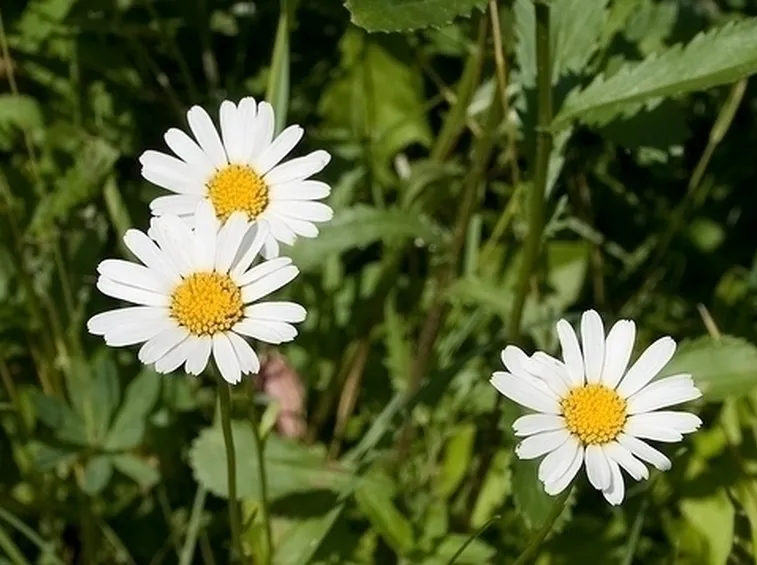 camomilla