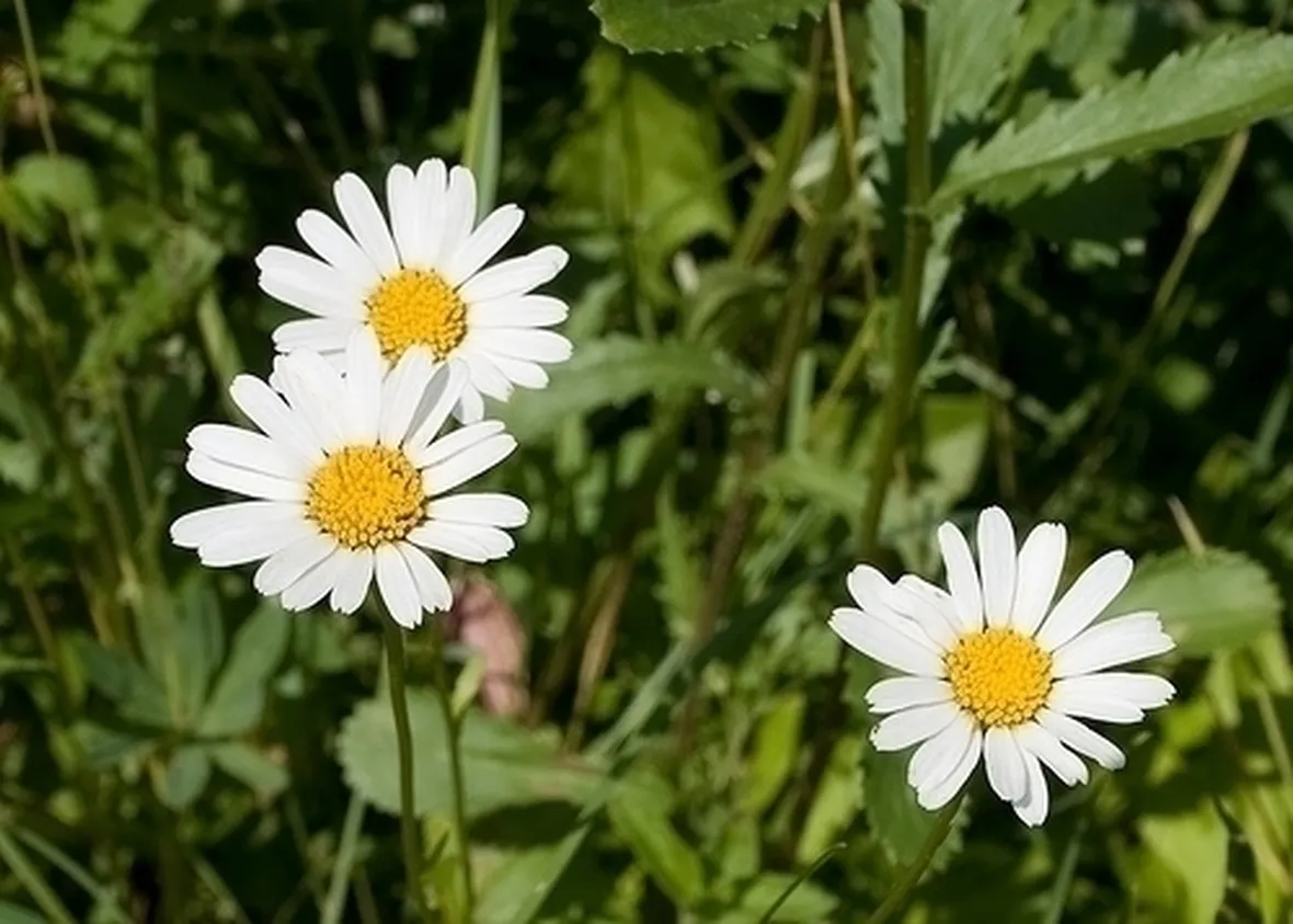 camomilla