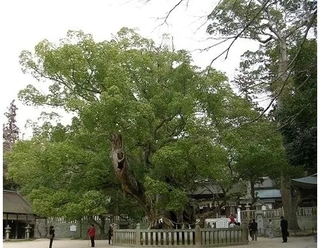 Caratteristiche dell'albero della canfora