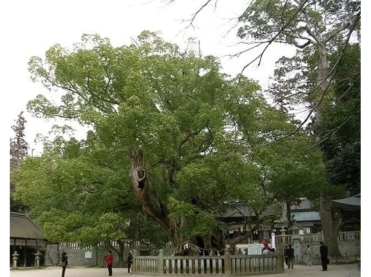 Caratteristiche dell'albero della canfora