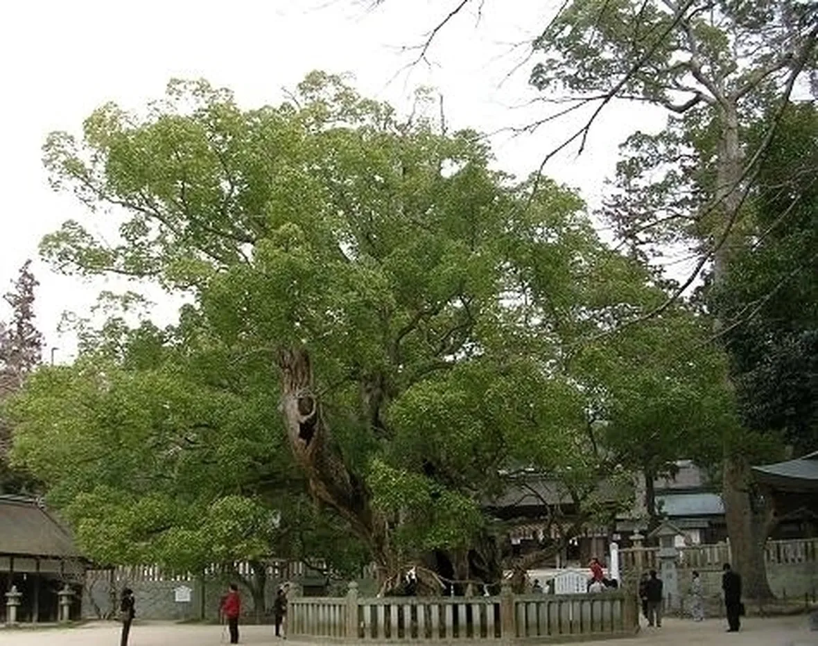 Caratteristiche dell'albero della canfora