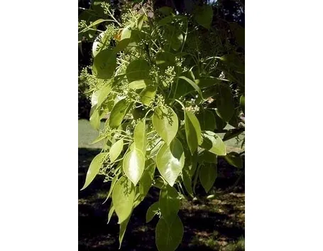 Caratteristiche principali dell’albero della canfora